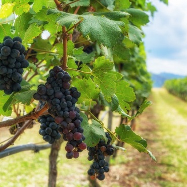 Vineyards